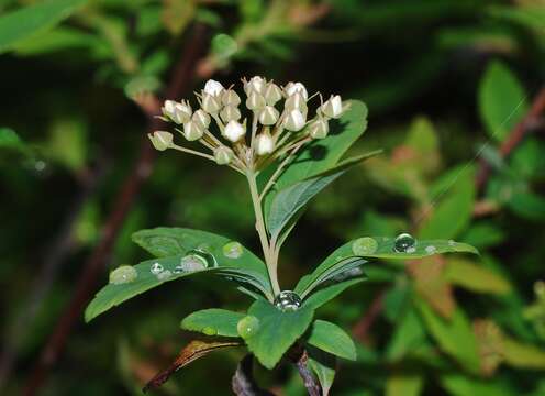 Image of Reeves' meadowsweet