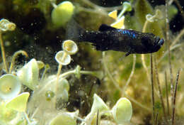 Image of Scale-eating pupfish