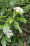 Image of Ixora finlaysoniana Wall. ex G. Don