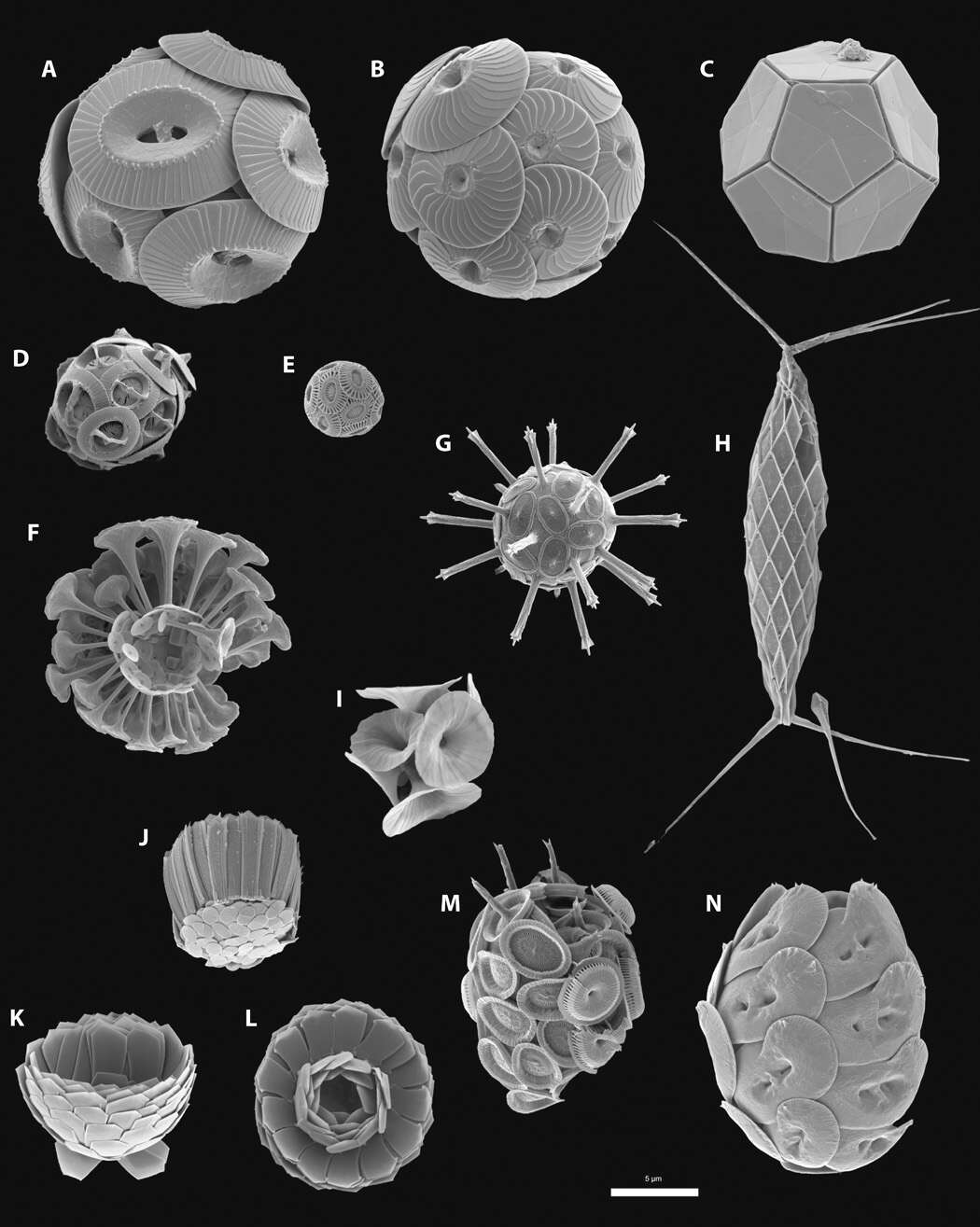 Image of Haptophyta