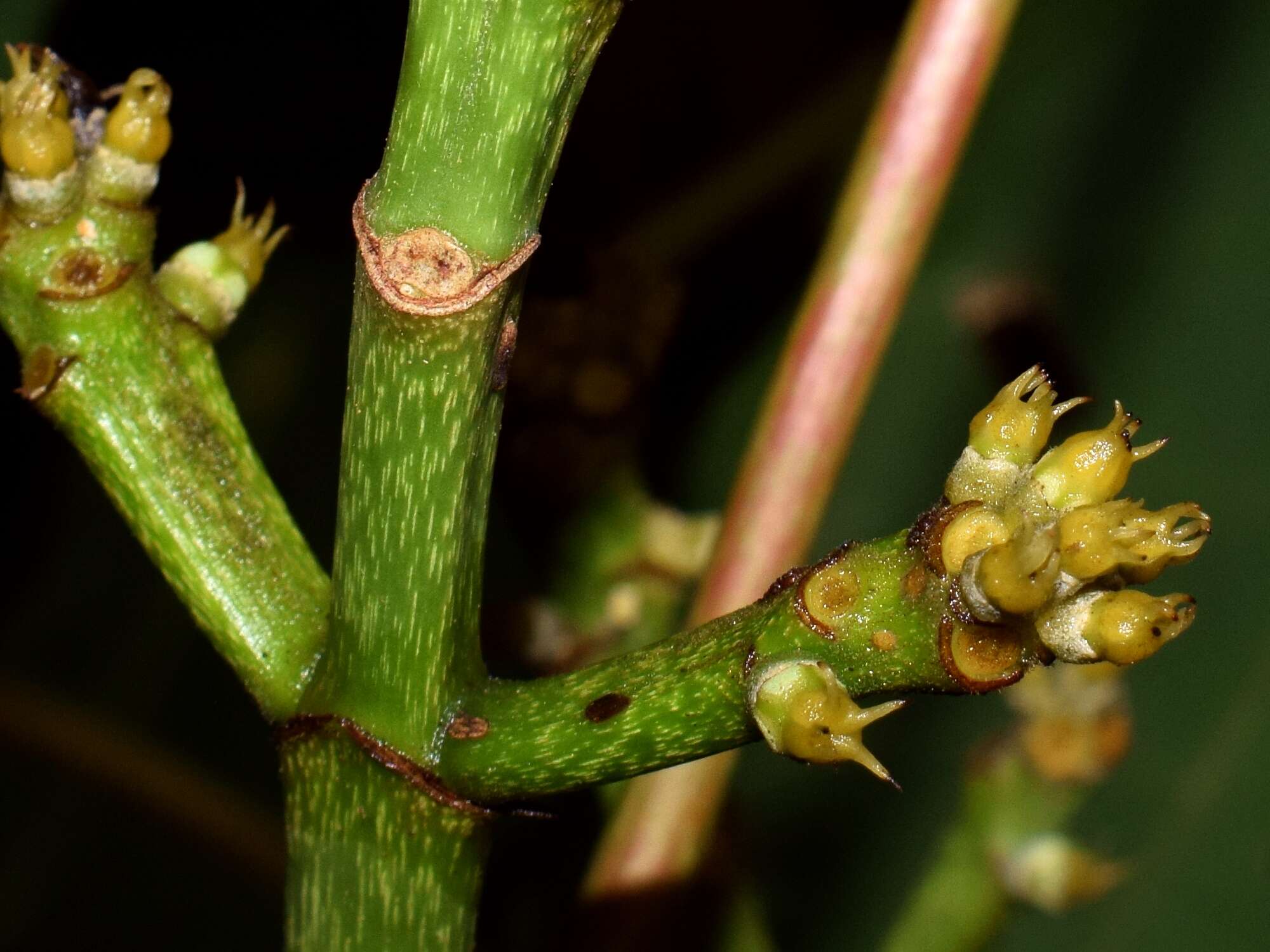 Image of Macaranga triloba (Thunb.) Müll. Arg.