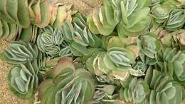 Image of Kalanchoe luciae