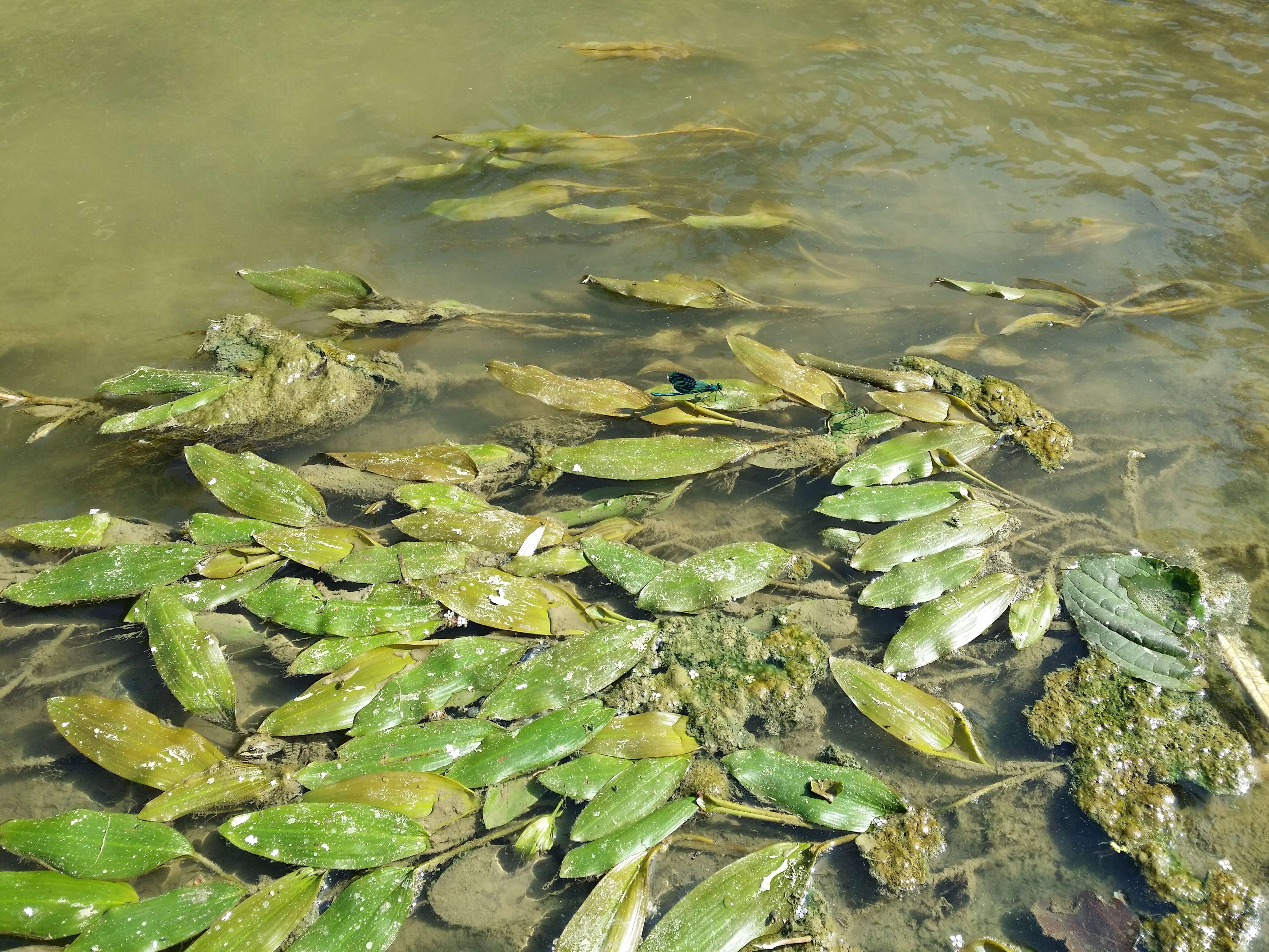 小节眼子菜的圖片