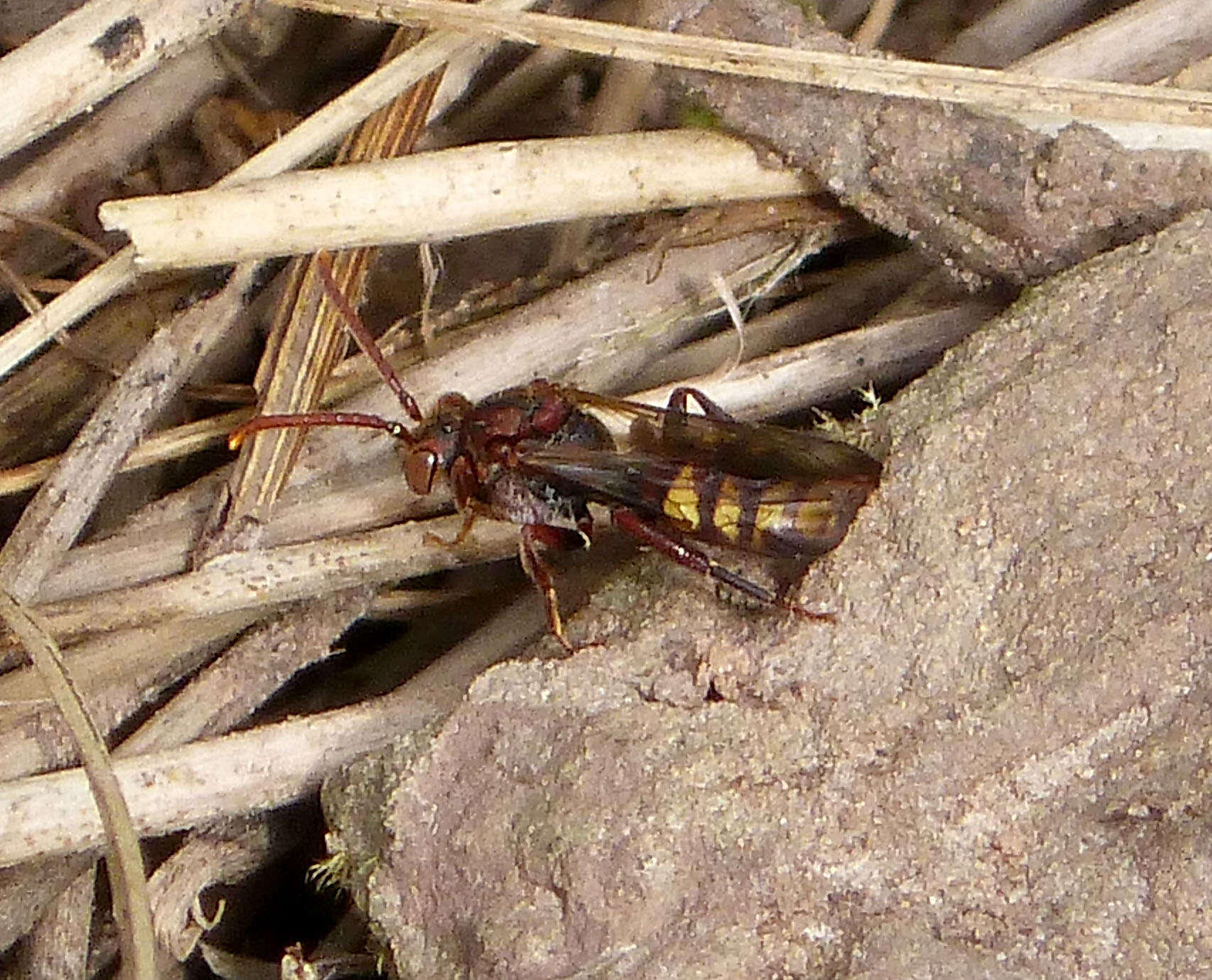 Image of Panzer's Cuckoo Nomad Bee