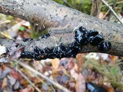 Image of Black Witches' Butter