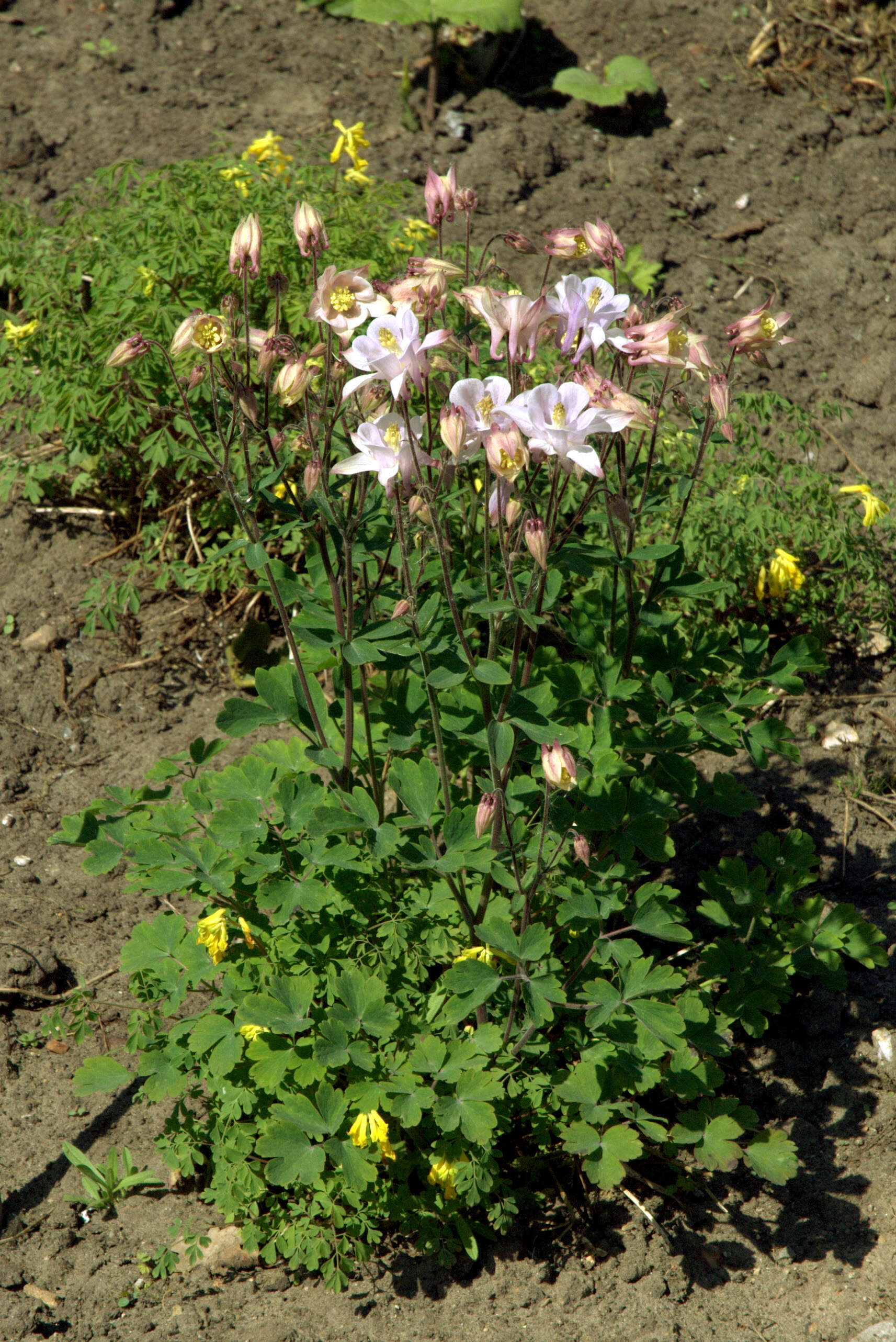 Aquilegia ottonis Orph. ex Boiss.的圖片