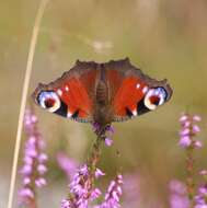 Image of Aglais io