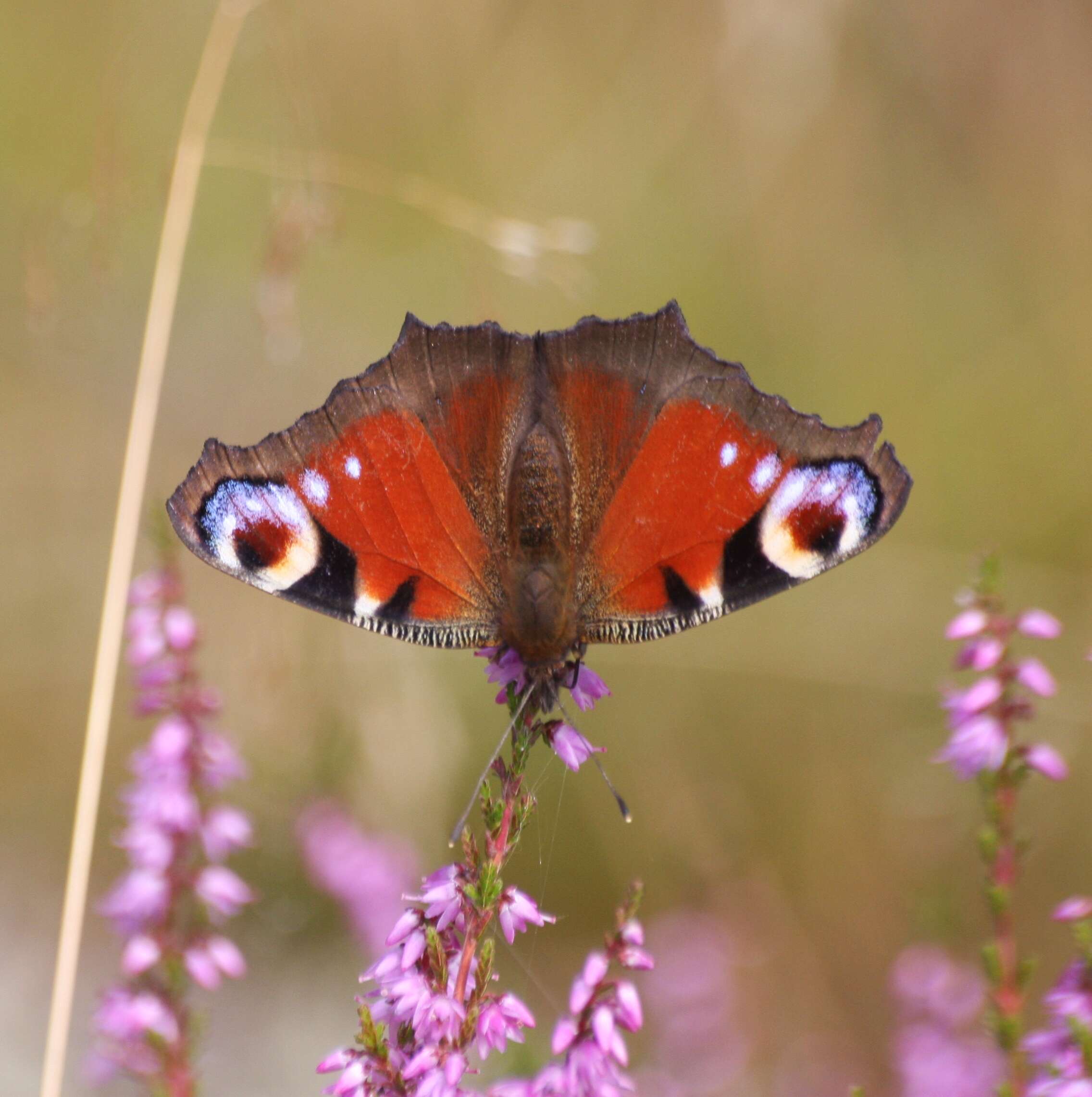 Image of Aglais io