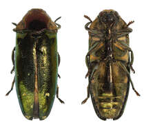 Coraebosoma resmi