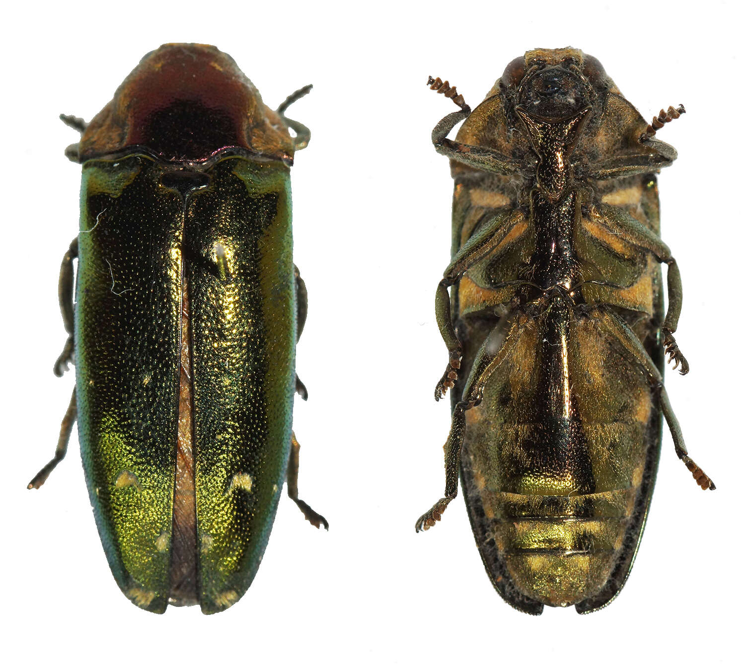 Coraebosoma resmi