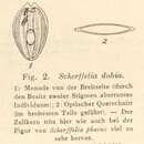 Image of Scherffelia Pascher 1911