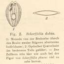 Scherffelia Pascher 1911的圖片