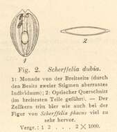 Image de Scherffelia Pascher 1911