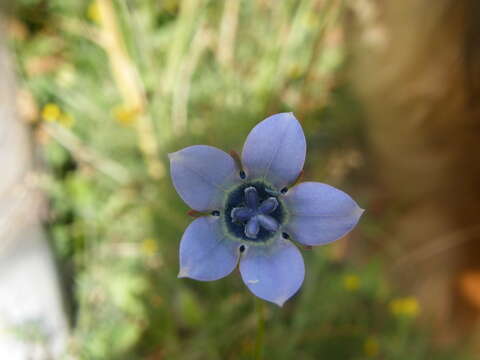 Image of Wahlenbergia capensis (L.) A. DC.