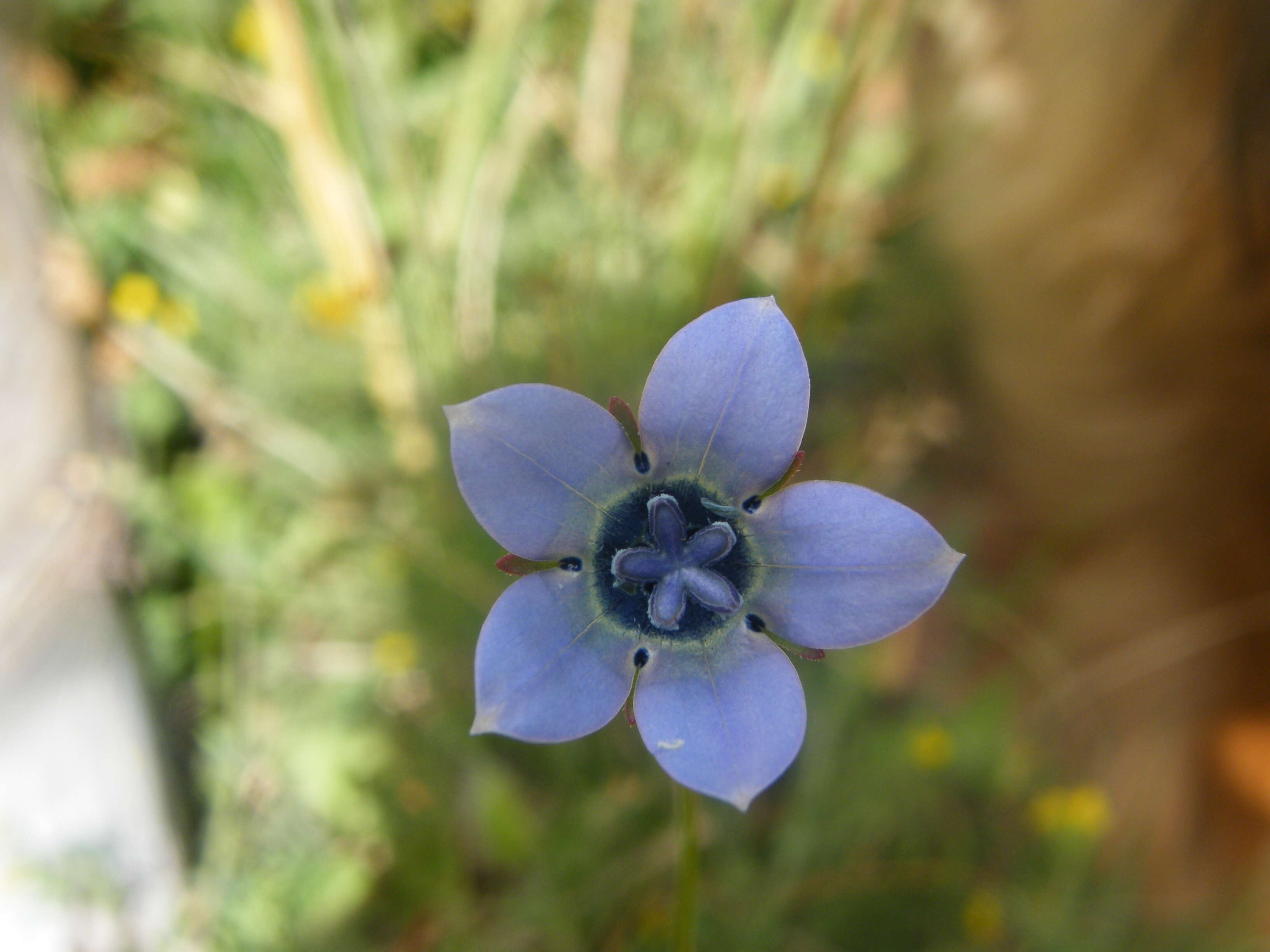Image of Wahlenbergia capensis (L.) A. DC.