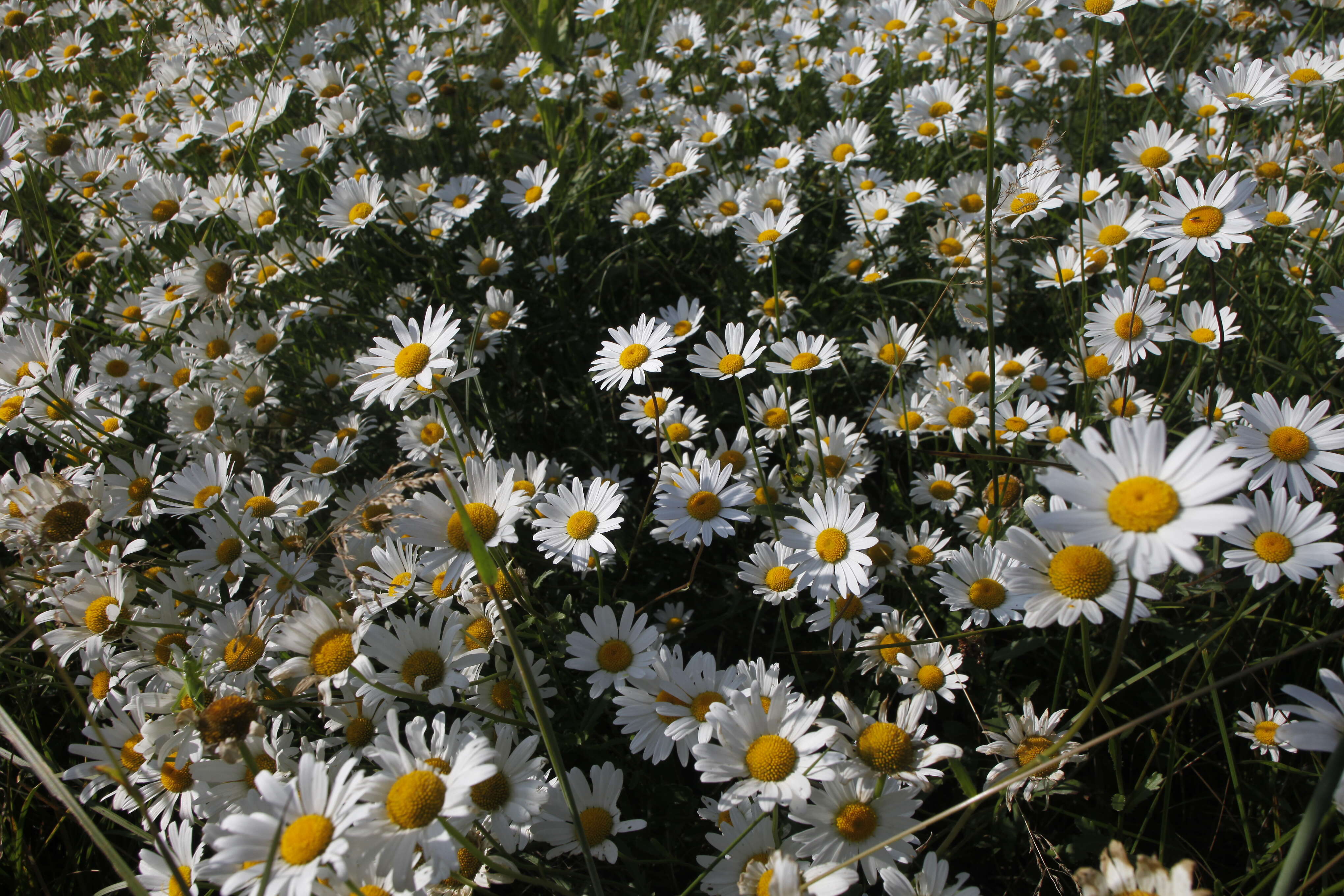 Image of Oxeye Daisy