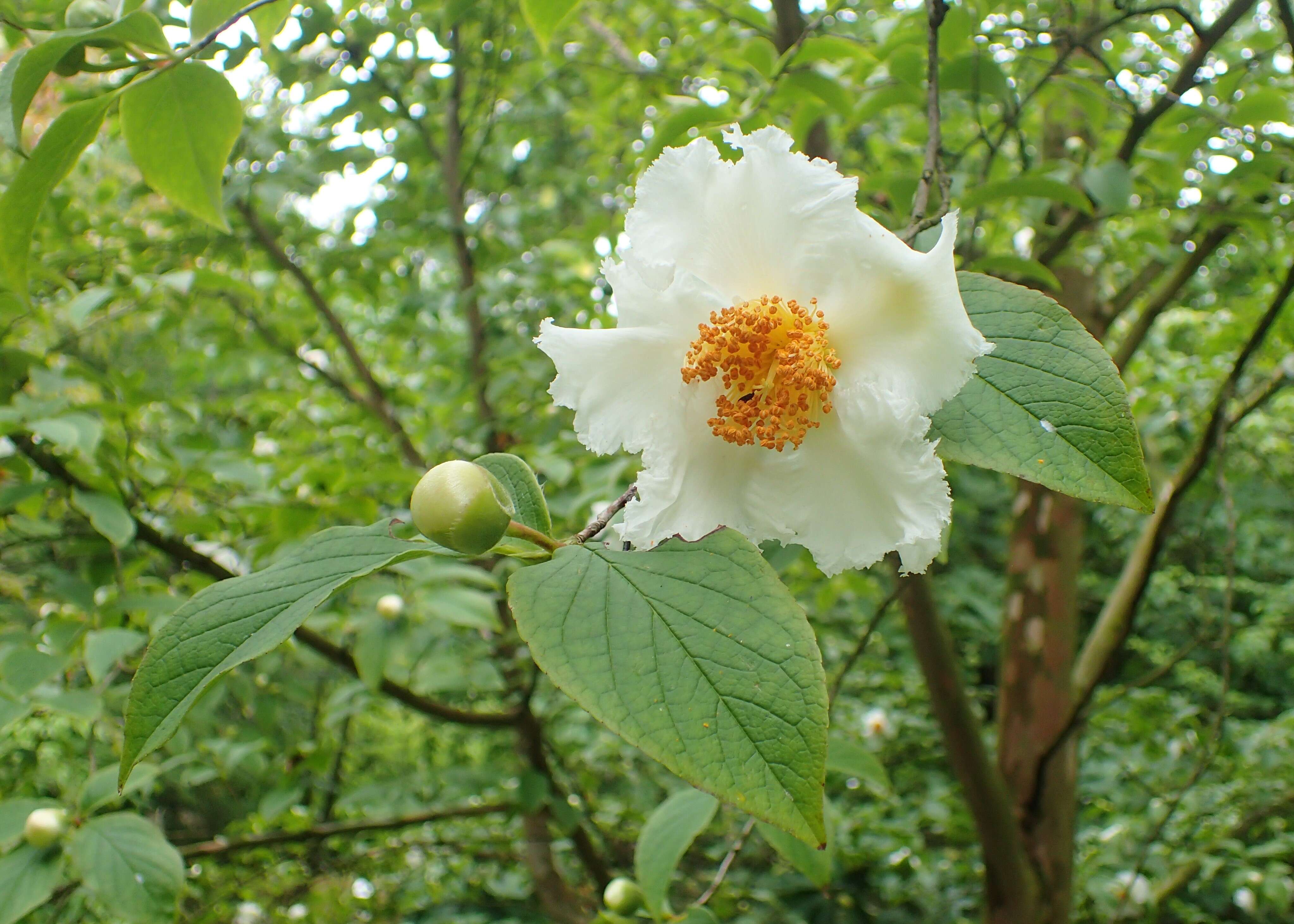 Imagem de Stewartia pseudocamellia Maxim.