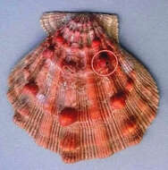 Image of Nodipecten Dall 1898