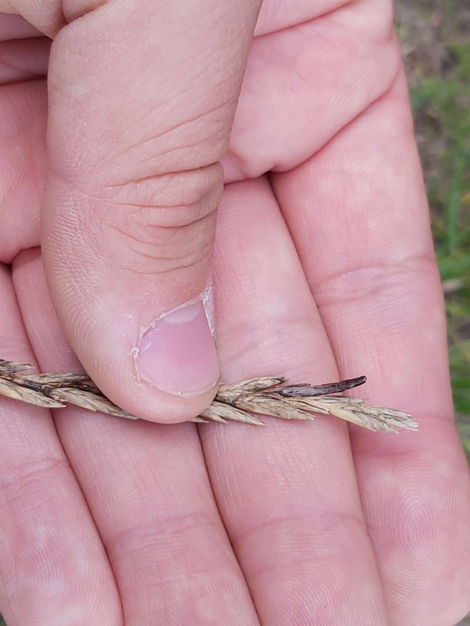 Image of Ergot