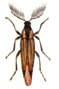 Image of Metoecus paradoxus