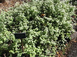Image of licorice-plant