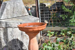 Image of Brown-headed Honeyeater