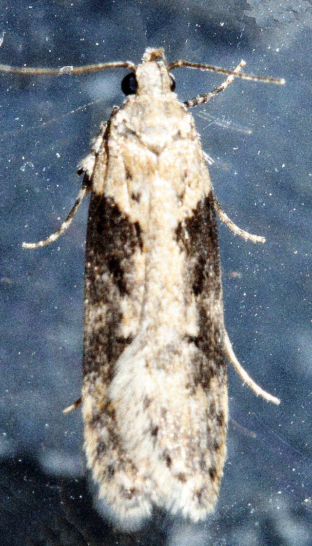 Image of Black-smudged Chionodes