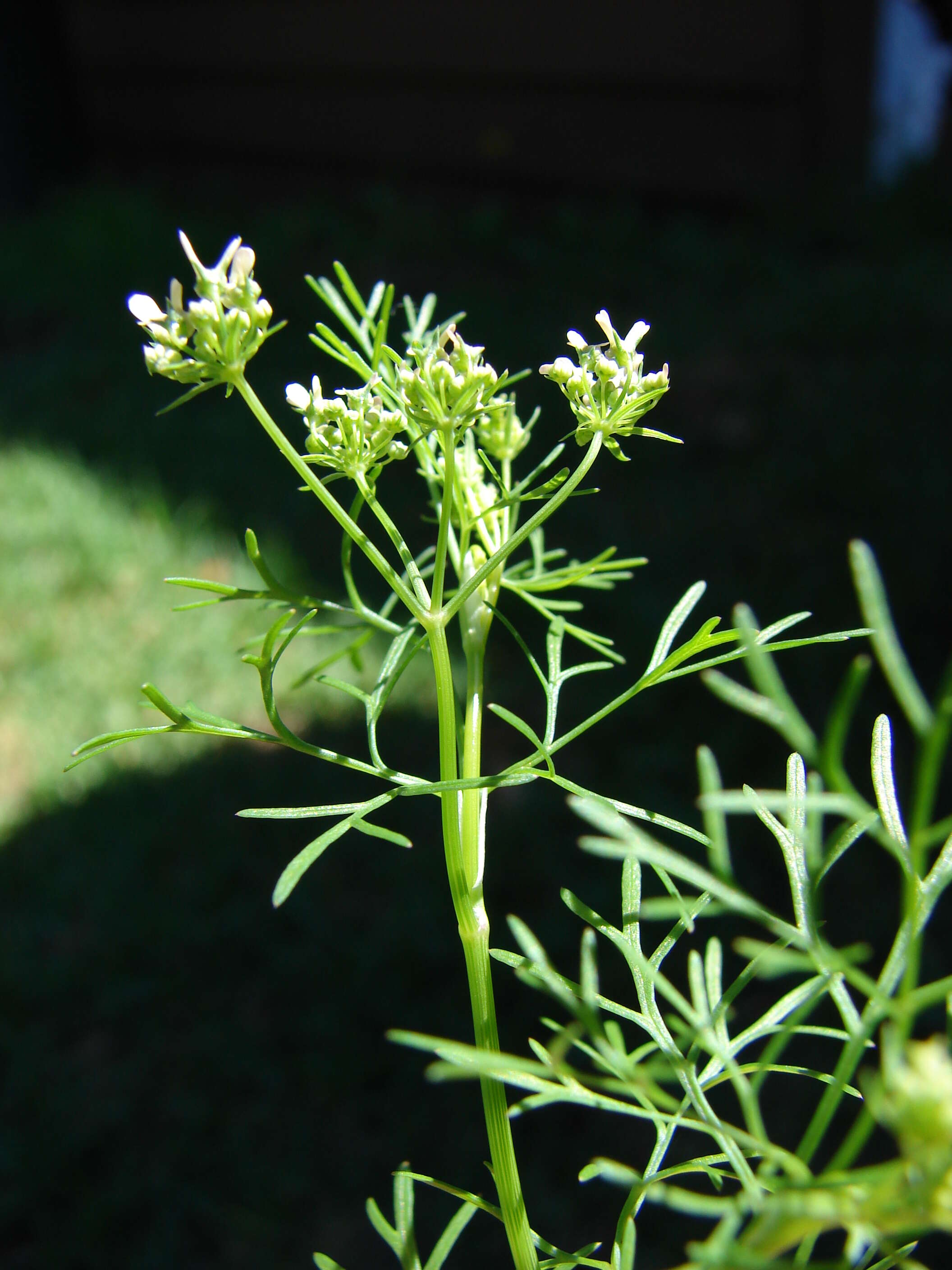 Image of coriander