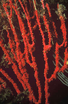 Imagem de Alcyonium coralloides (Pallas 1766)