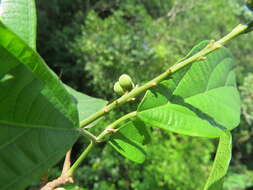 Image of Mallotus rhamnifolius (Willd.) Müll. Arg.