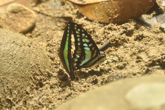 Image of Graphium evemon (Boisduval 1836)