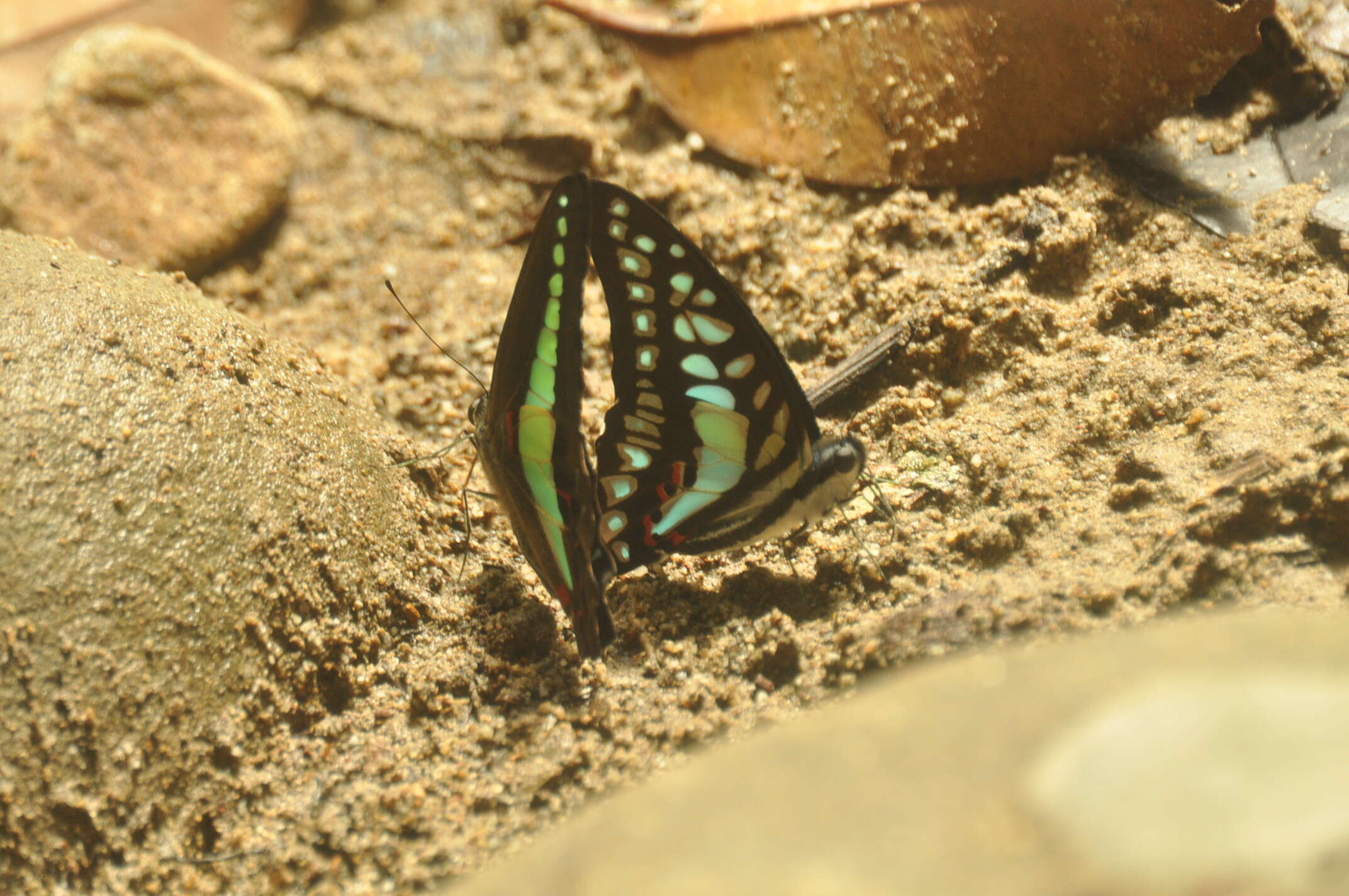 Graphium evemon (Boisduval 1836) resmi