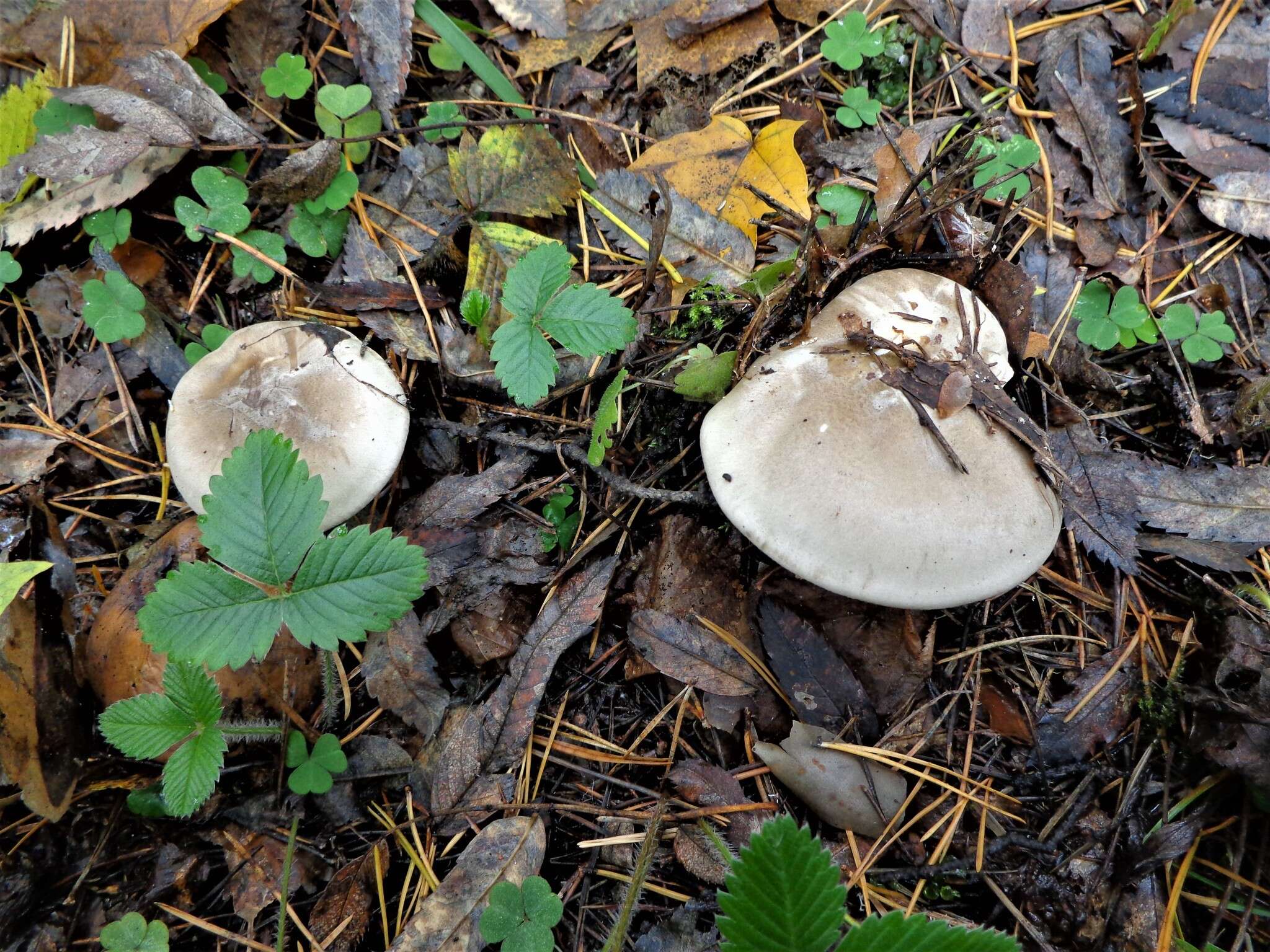 Image of Clitocybe nebularis (Batsch) P. Kumm. 1871