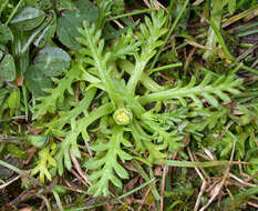 Image of Cotula alpina (Hook. fil.) Hook. fil.