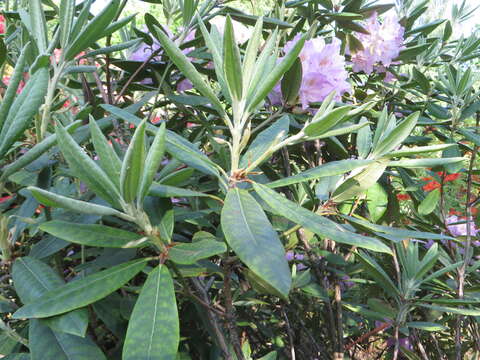 Image of Rhododendron smirnowii Trautv.