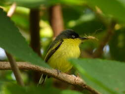 Todirostrum cinereum (Linnaeus 1766) resmi