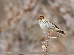 Image de Bruant nain