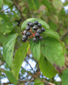 Image of bloodtwig dogwood