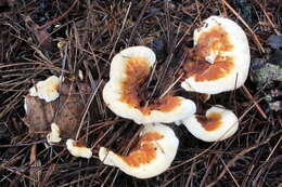 Image de Polypore du pin