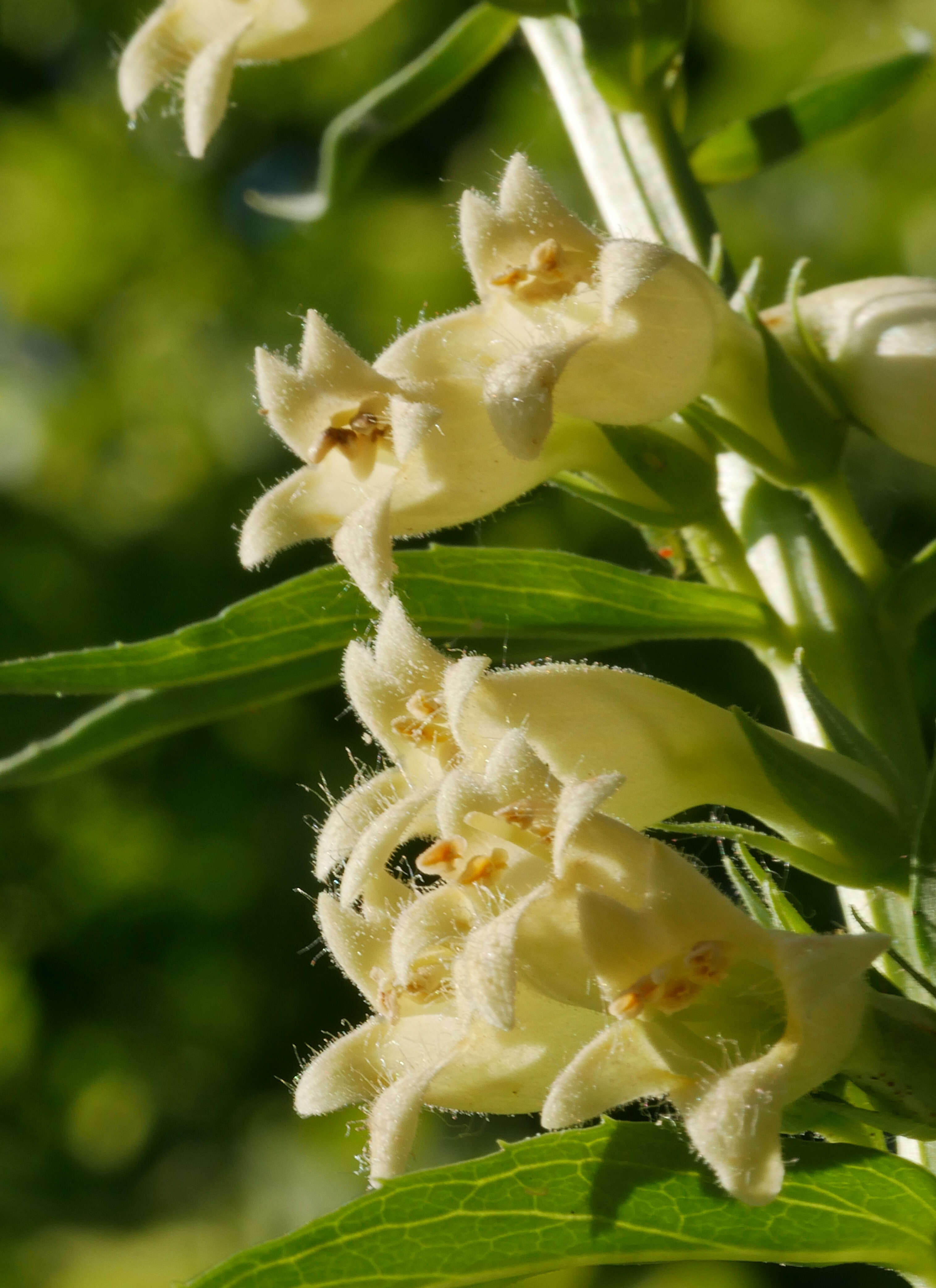 Imagem de Digitalis lutea L.