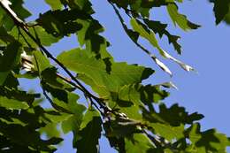 Image of Lebanon Oak