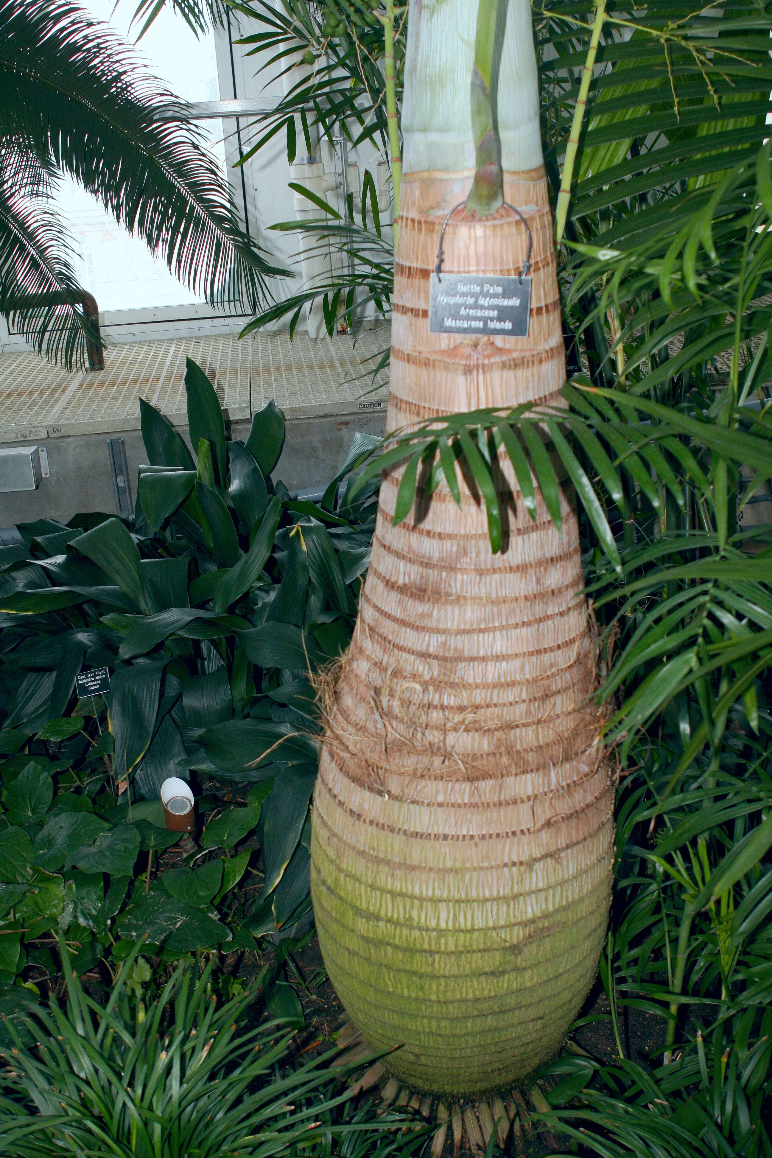 Image of Bottle Palm