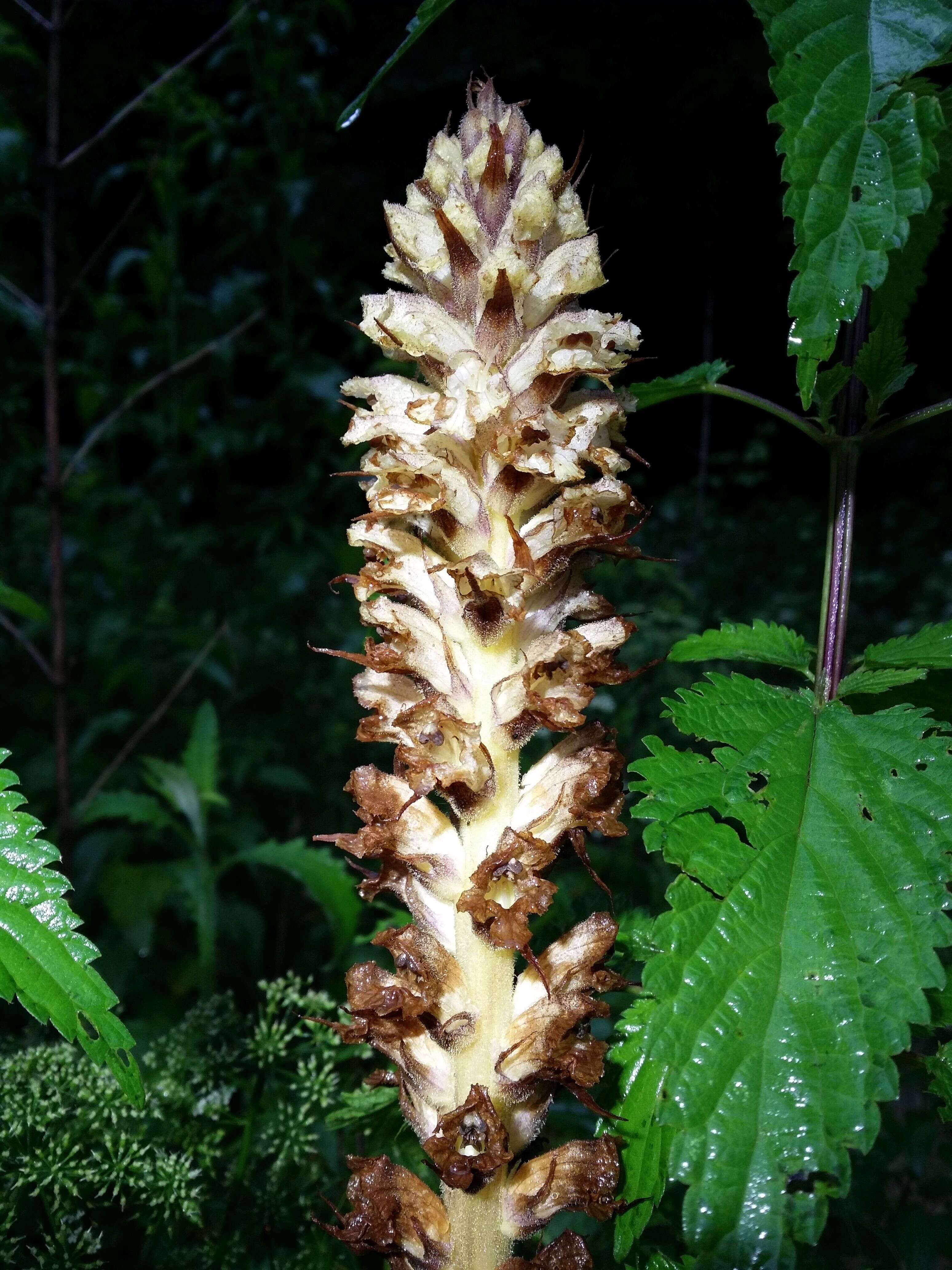 Imagem de Orobanche reticulata Wallr.