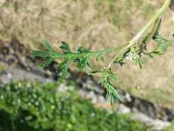 Image of Creeping Watercress