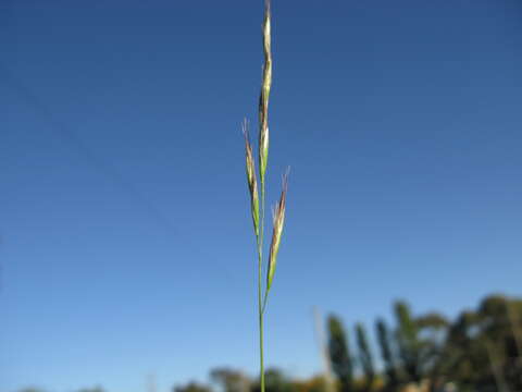 Plancia ëd Rytidosperma racemosum (R. Br.) Connor & Edgar