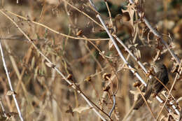 Image of Graceful Prinia