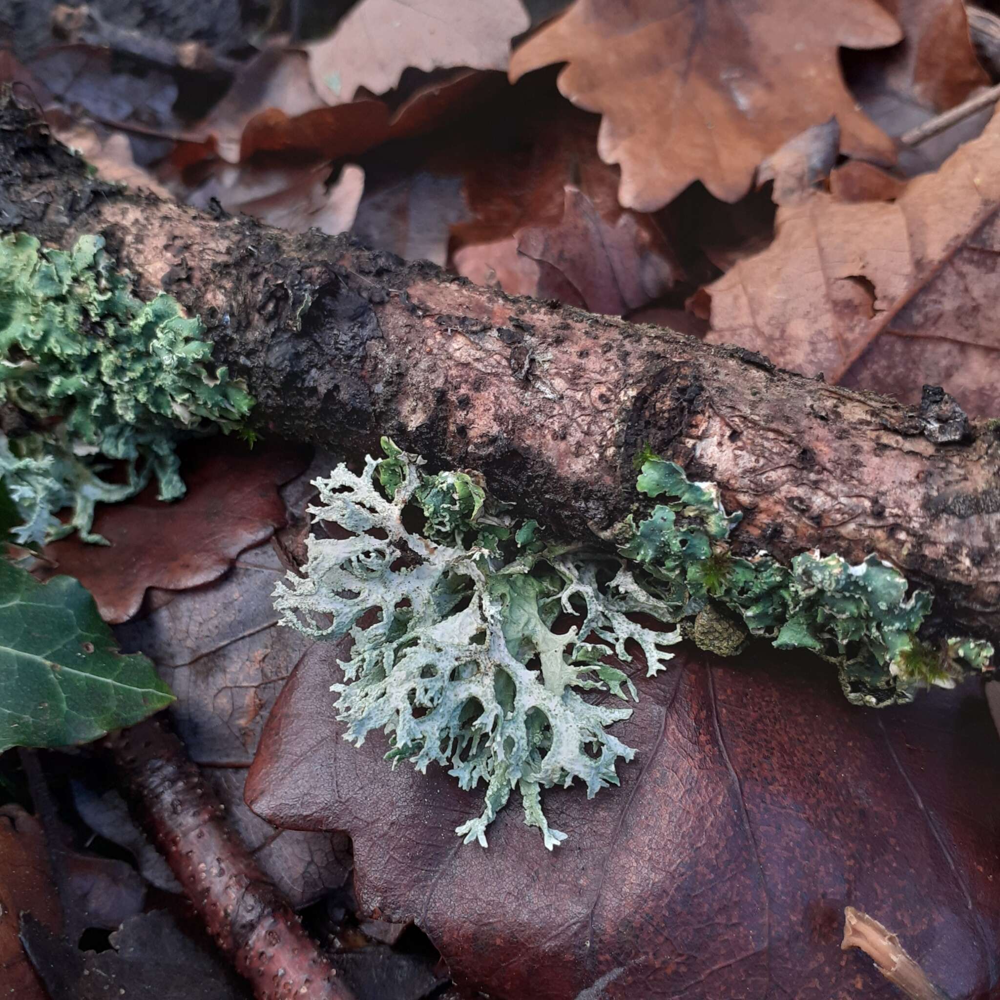 Image of ring lichen