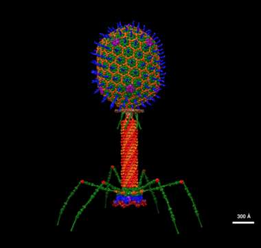 Enterobacteria phage T4的圖片