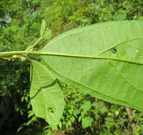 Image of Mallotus rhamnifolius (Willd.) Müll. Arg.