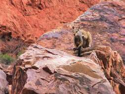 Image of Black-flanked Rock Wallaby